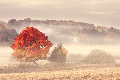 pomerania , poland/ autumn tree.