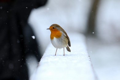 a shallow focus of a european robin bird standing on snow with a blurry background