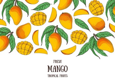 mango fruit hand drawn package design. vector illustration. design, package, brochure illustration. mango frame illustration. can used for packaging design. colorful.