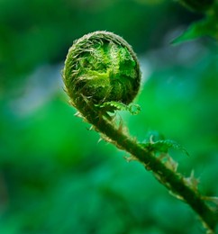 beautiful close up view of fresh green young wild ferns plantation bud in spiral form with shallow depth of field in the forest
