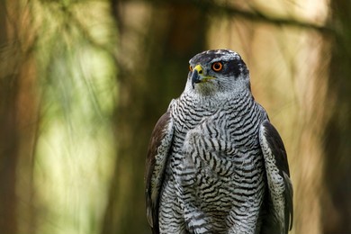 view of hawk. portrait of northern goshawk, accipiter gentilis, in dark green forest. wildlife from summer nature. wild bird of prey in habitat. closeup of gentle raptor with beautiful orange eyes.