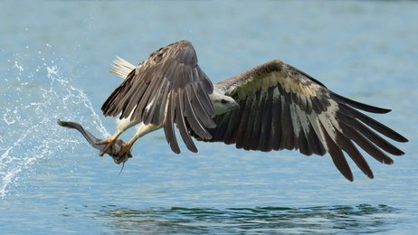 wild white-bellied sea eagle (raptor) with its prey hunting off the coast
