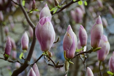 pink magnolia flowers close-up. magnolia tree. large flowers. beautiful bokeh. background of flowers and sky. magnolia flower bud. flowering tree. photo wallpaper. tulip-shaped magnolia