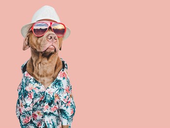 lovable, pretty brown puppy in a hawaiian shirt. travel preparation and planning. close-up, indoors. studio shot, isolated background. concept of recreation, travel and tourism. pets care