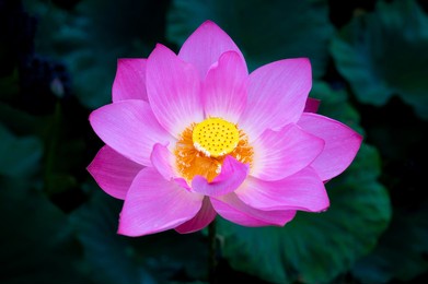 pink water lily or lotus flower with lotus pollen in garden pond. close-up of big purple lotus on dark green background. flower landscape with copy space. selective focus