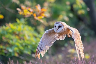 barn owl flying above heater. photo with spread wing from a side. colorful scene of atumn forest with owl in a front. tyto alba