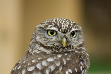 curious little owl in soft daylight looking away from camera with warm, natural bokeh background.