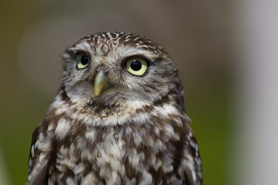 curious little owl in soft daylight looking away from camera with warm, natural bokeh background.