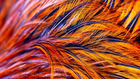 rooster feathers. indian rooster bright color feathers.