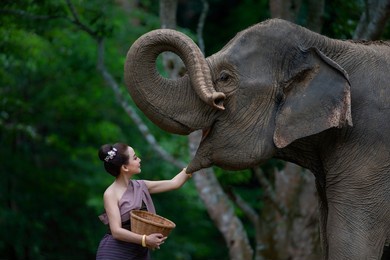a beautiful asian woman wears a thai dress with her elephant.