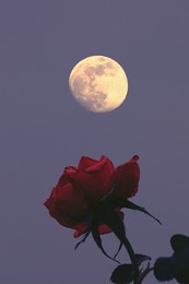 red rose in the moonlight 