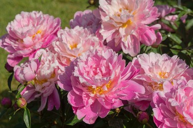 a beautiful red flower in the peony garden