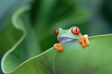 red-eyed tree frog closeup on leaves, red-eyed tree frog (agalychnis callidryas) closeup on branch