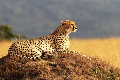 a cheetah (acinonyx jubatus) on the masai mara national reserve safari in southwestern kenya.