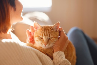 young asian woman wears warm sweater resting with tabby cat on sofa at home one autumn day. indoor shot of amazing lady holding ginger pet. morning sleep time at home. soft focus.