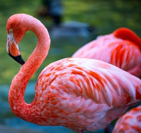 american flamingo. flamingos. beauty birds, group of flamingos.