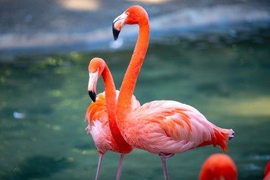beautiful pink flamingo. flock of pink flamingos in a pond. flamingos or flamingoes are a type of wading bird in the genus phoenicopterus.