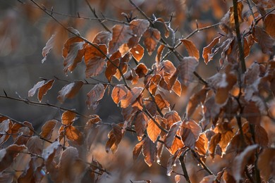frosty beech leaves on sunny day