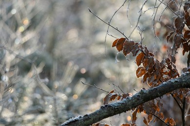 frosty beech leaves on sunny day