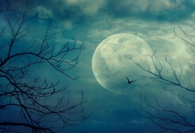 halloween background. spooky forest with full moon and dead trees