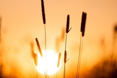 dreamy summer grass background at sunset