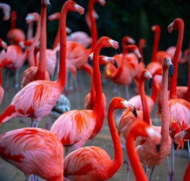 beautiful pink flamingo. flock of pink flamingos in a pond. flamingos or flamingoes are a type of wading bird in the genus phoenicopterus.