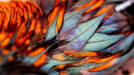 rooster feathers. indian rooster bright color feathers.