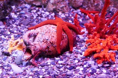 a red starfish lies on a sunken amphora in the sea. ancient treasures and sea creatures