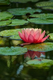 big amazing bright pink water lily, lotus flower perry's orange sunset in the garden pond. close-up of nymphaea reflected in water. flower landscape for nature wallpaper