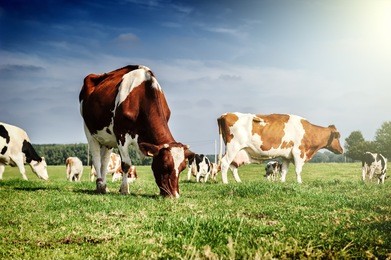 herd of cows at summer green field
