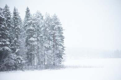 shot of snow covered big trees in cloudy winter weather
