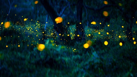 firefly flying in the forest. fireflies in the bush at night at prachinburi, thailand. bokeh light of firefly flying in forest night time. add noise, film grain and add motion blur, selective focus.