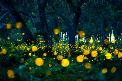firefly flying in the forest. fireflies in the bush at night at prachinburi, thailand. bokeh light of firefly flying in forest night time. add noise and film grain, selective focus.