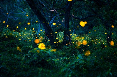 firefly flying in the forest. fireflies in the bush at night at prachinburi, thailand. bokeh light of firefly flying in forest night time. add noise and film grain, selective focus.