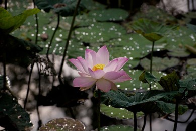 beautiful lotus and waterlily from pang u bon, thailand