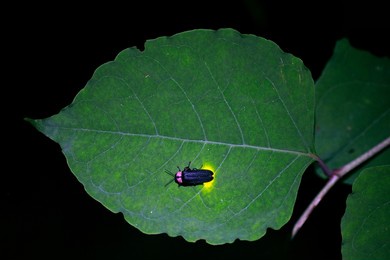 a firefly is emitting light on the leaf. fireflies are a summer feature of japan.