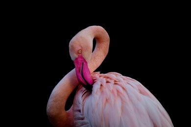 greater flamingo preening pink feathers
