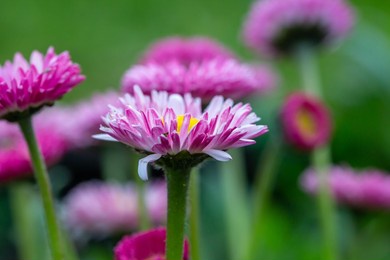 blooming pink daisy flower on a green background in springtime macro photography. bellis perennis wildflower with pink petals on a sunny summer day, close-up photo.