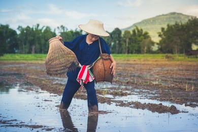 children finding fish on tradition tool for catch fish in rice field of rural, asian kid catching fish in mud on beautiful landscape sky and field background, happy people of activity, fishing concept