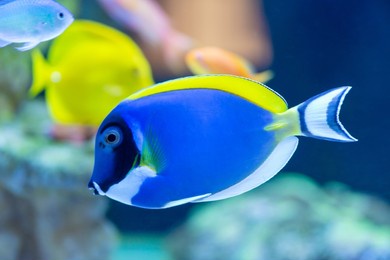 powder blue tang fish in the coral reef tank.