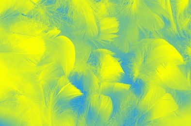 bird feathers background toned in ukraine flag colors blue yellow tenderness and softness concept, selective focus