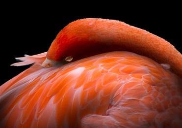 portrait of a flamingo tucking its head