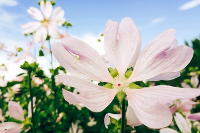 delicate pink flower malva alcea. growing ornamental plants in home garden. summer natural background.
