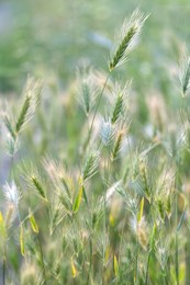 closeup of ears of wild cereal crops at daylight sway in wind, selective soft focus. summer landscape, blurred background. sunlit decorative green grass. low dof