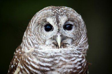 close up portrait of barred owl