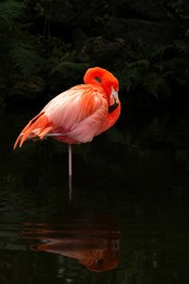 an american flamingo in florida. flamingos are a type of wading bird in the family phoenicopteridae, the only bird family in the order phoenicopteriformes.