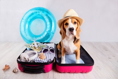a beagle dog in a straw hat sits in an open suitcase with clothes and leisure items. summer travel, preparing for a trip, packing luggage.