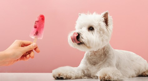 portrait nice dog dog eating ice cream. west highland white terrier. high quality photo