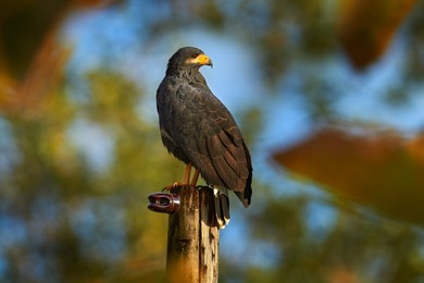 zone-tailed hawk, buteo albonotatua, bird of prey sitting on the electricity pole, forest habitat in the background, dominical, costa rica. wildlife nature, central america.