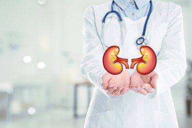 closeup view of doctor indoors and illustration of kidneys, space for text